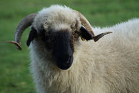 Ein besonderes Schaf mit Hörnern: Shirley