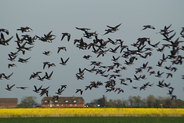 Frühling auf Pellworm