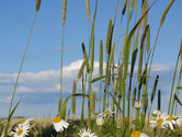 Reif für die Insel - Auszeit und viel Natur.