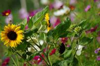 Der Bauerngarten lädt zum Verweilen ein.