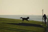 Toben am Hundestrand.