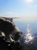 Spaziergang mit Ihrem Hund am Nordsee-Glitzerwasser